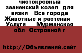 чистокровный зааненский козел  для вязки - Все города Животные и растения » Услуги   . Мурманская обл.,Островной г.